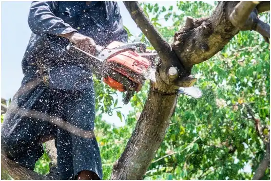 tree services Port Washington